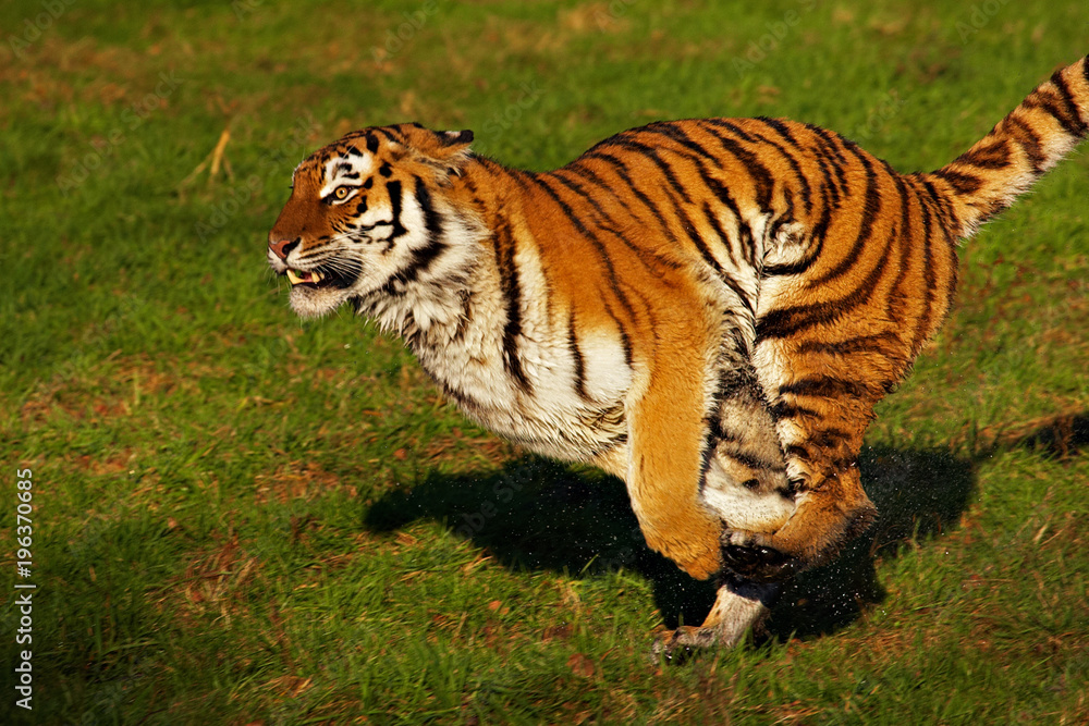 Obraz premium Tiger on the run