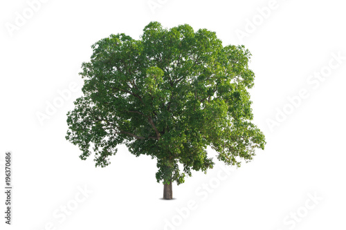 The big tree isolated on white background.