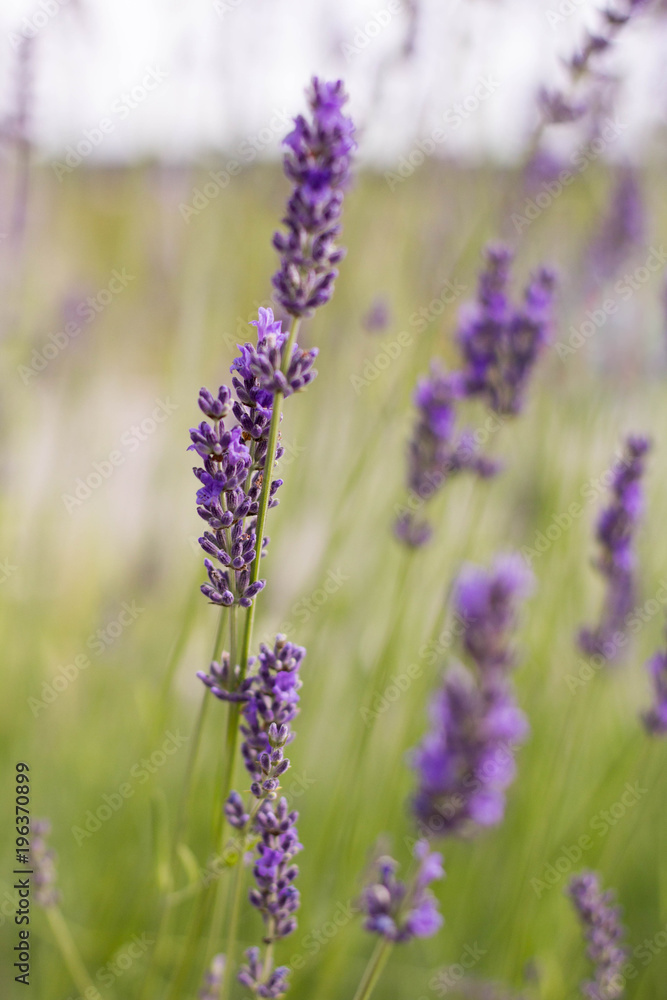 Obraz premium Growing Purple Lavander 