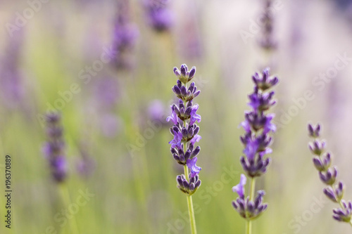 Growing Purple Lavander 