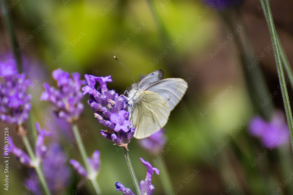 White Butterfly Standing On A Purple Lavander White Butterfly Standing On A Purple Lavander