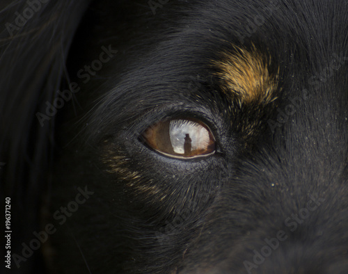 Close-up Of A Dog Eye