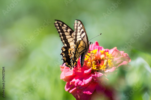 Yellow Butterfly Standing On A Pink Flower © Nataa