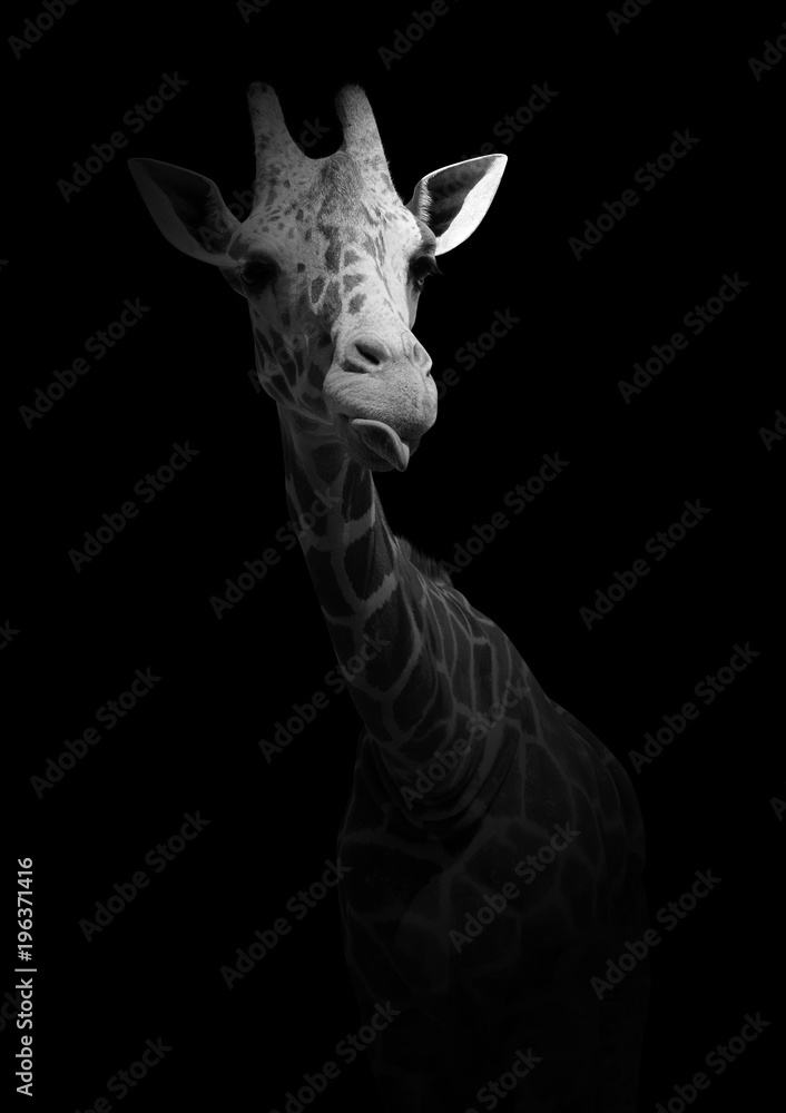 Naklejka premium Śmieszna żyrafa pokazująca język. Dzikie zwierzę na białym tle na czarnym tle. Czarno-białe zdjęcie z afrykańskim mieszkańcem.