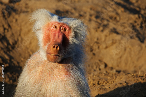 Closeup portrait of a Baboon