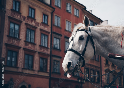Horse Sticking Out Its Tongue in The Old Town, Warsaw, Poland