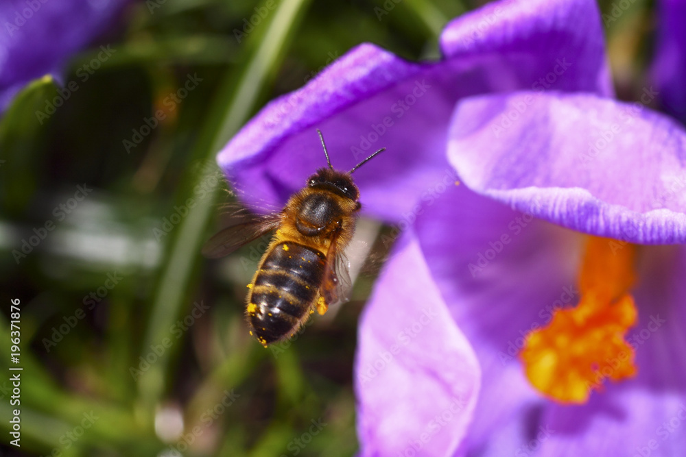 Honeybee pollinating crocus flowers on a warm march day