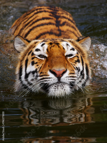 Portrait of a bathing Siberian tiger