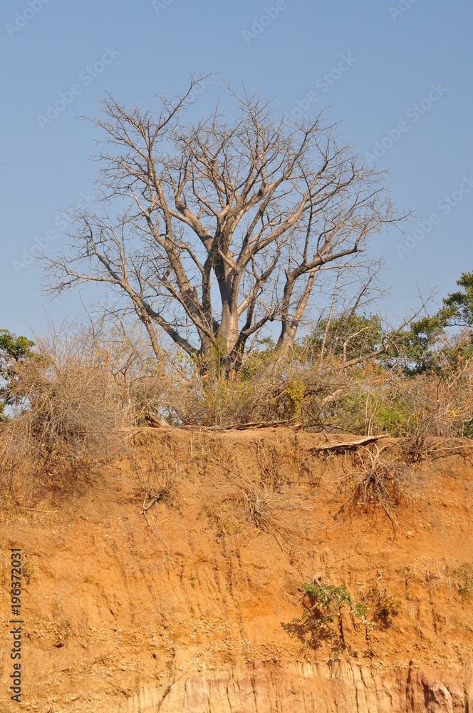 The African landscape. Baobab. Zimbabwe