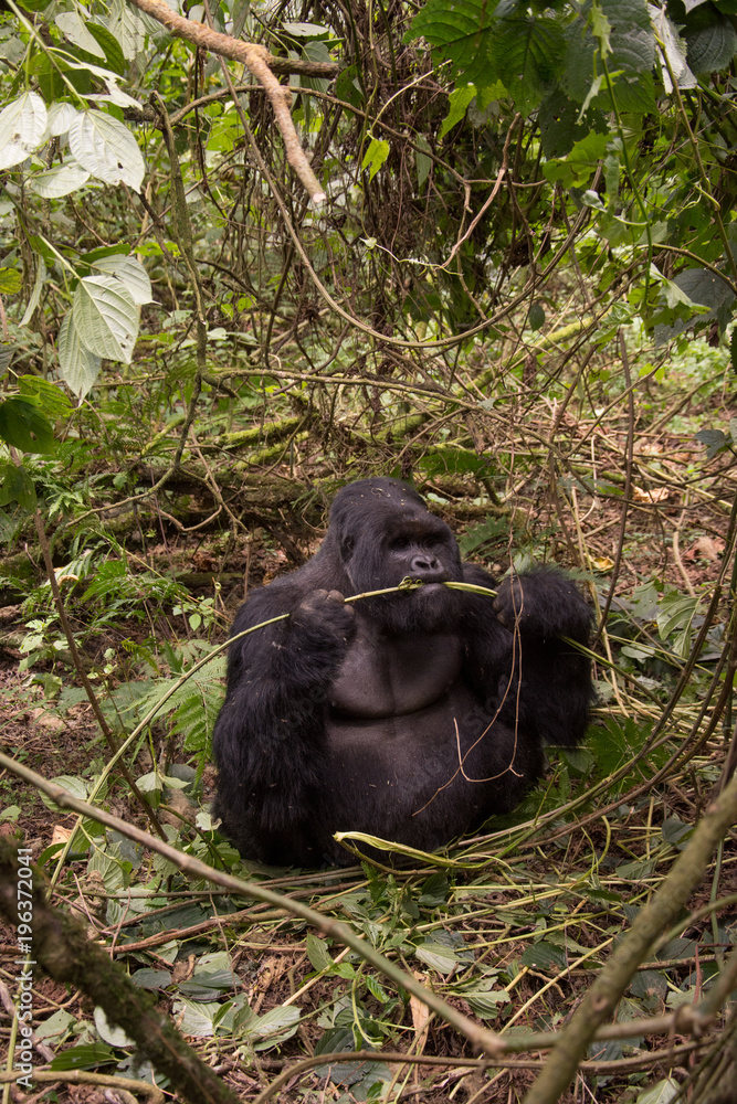 Fototapeta premium Mountain gorilla in Rwanda