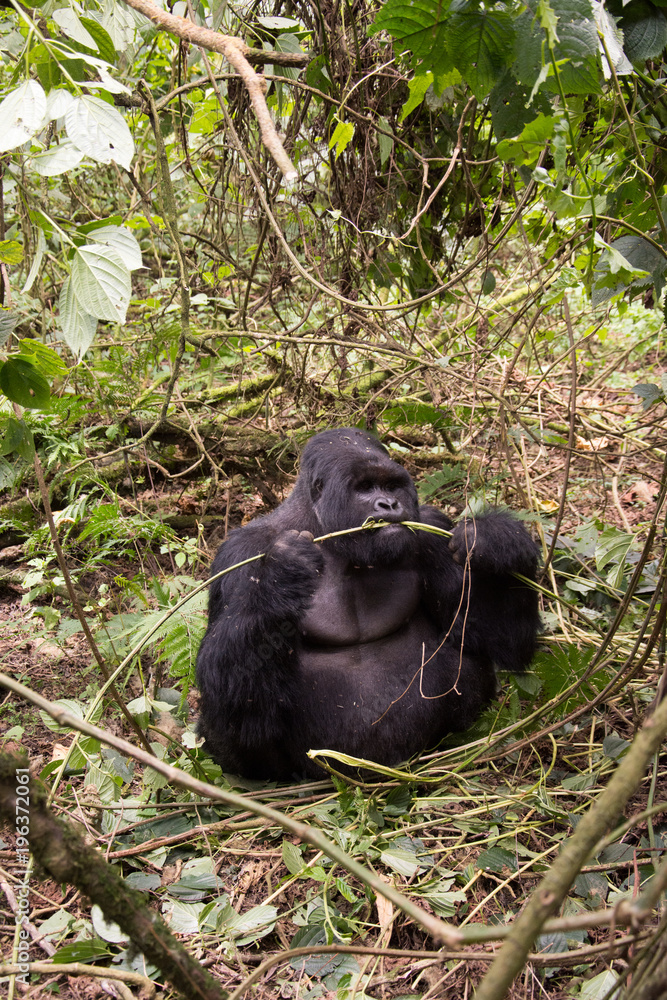 Fototapeta premium Mountain gorilla in Rwanda