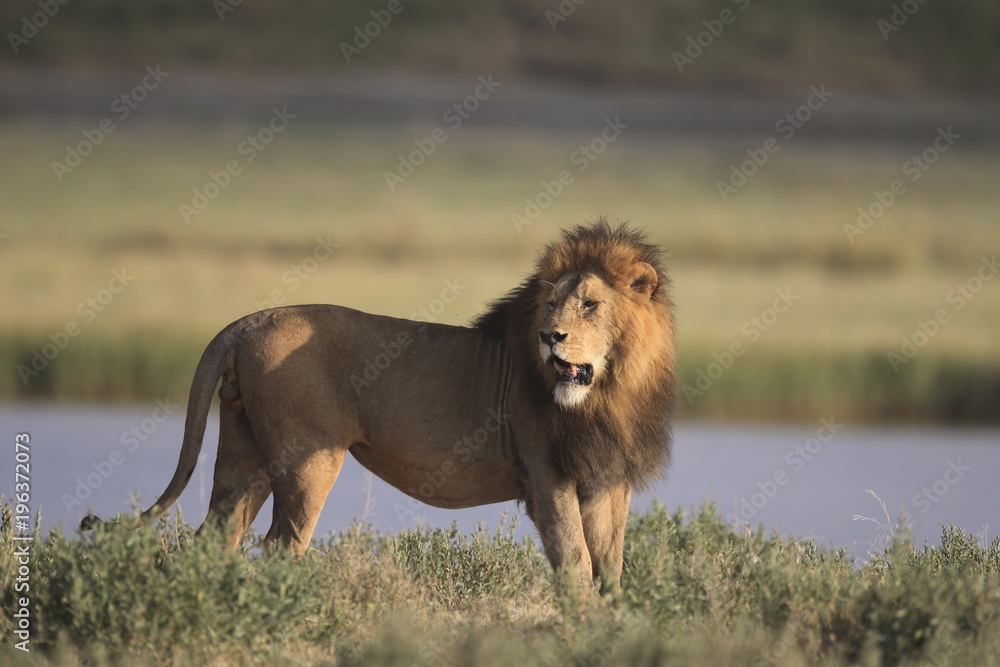 Wild free roaming African male lion portrait Wild free roaming African male lion portrait
