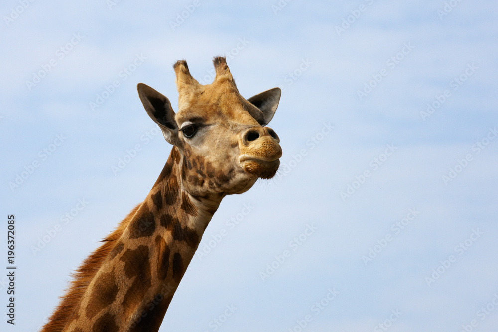 Portrait of a Rothschild Giraffe