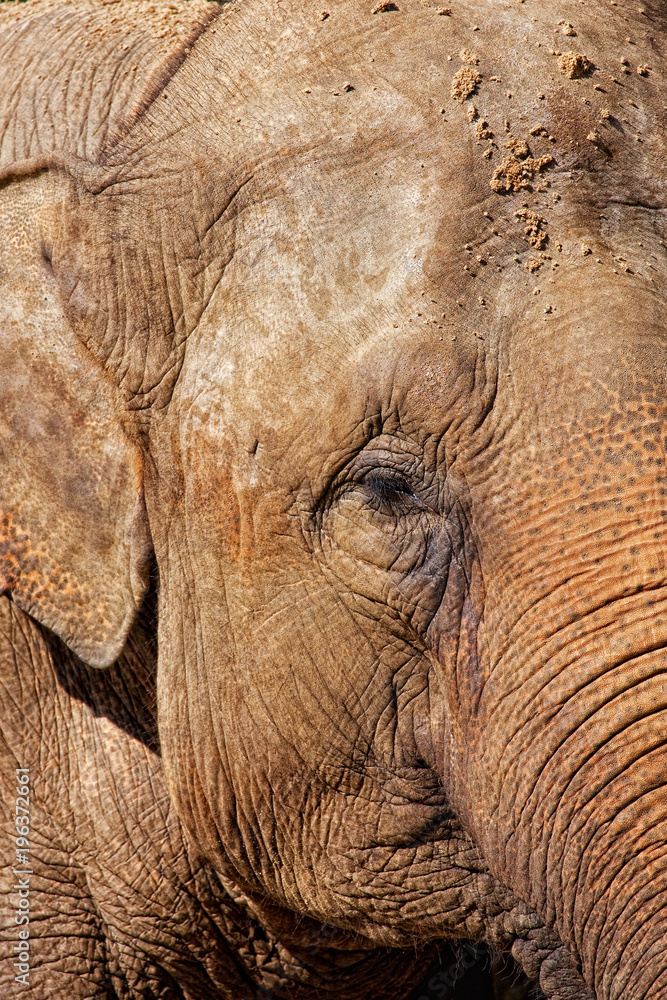 Fototapeta premium Close-up of an elephant