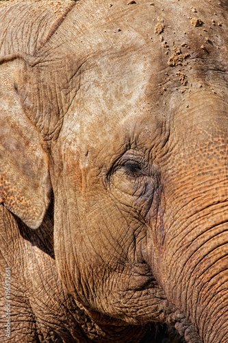 Close-up of an elephant