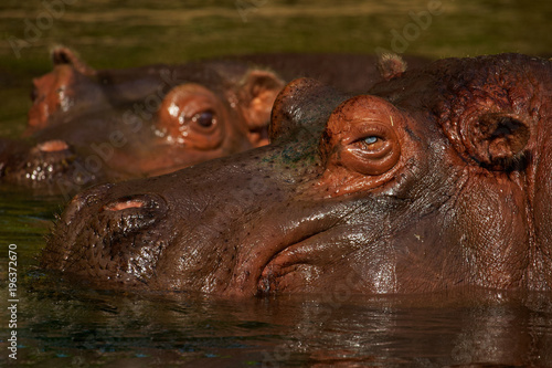 Two Hippos close together in the water