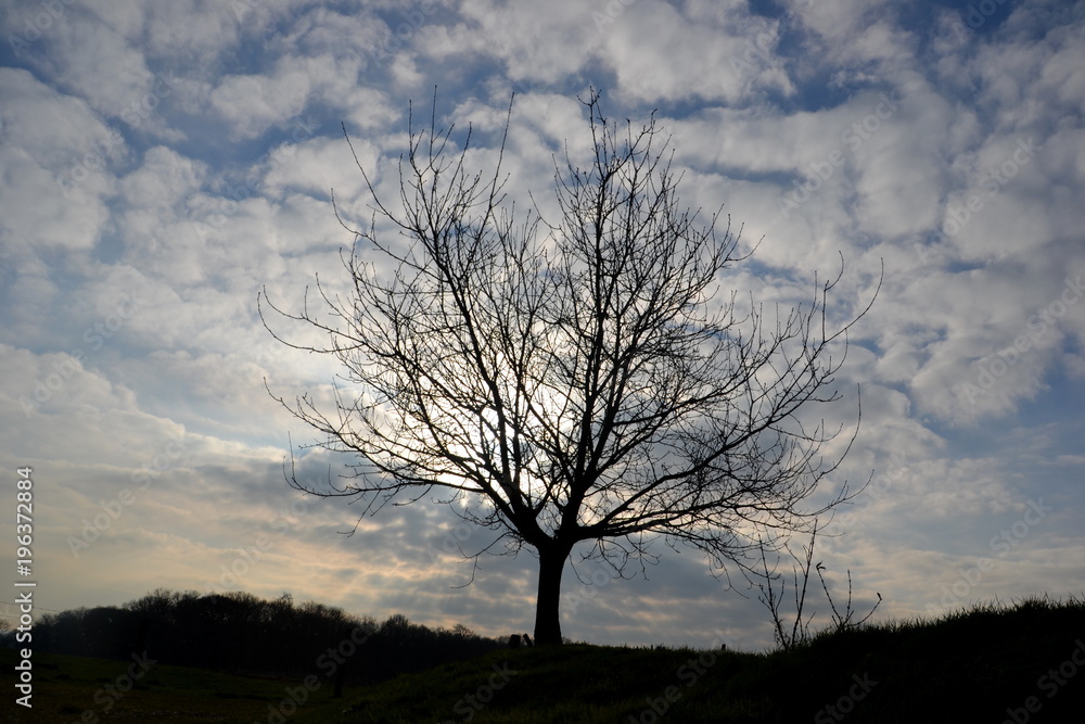 Les racines du ciel