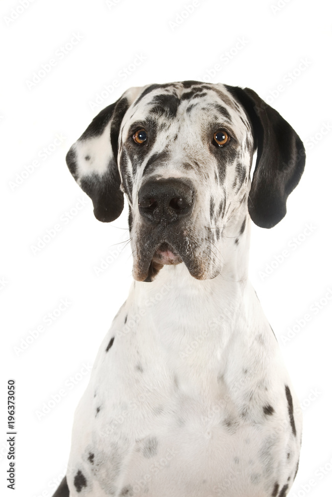 Deutsche Dogge isoliert auf weißem Grund Deutsche Dogge isoliert auf weißem Grund