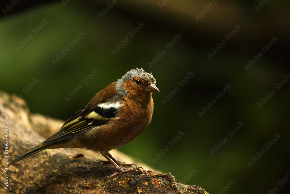 Chaffinch perched on a log in woodland Chaffinch perched on a log in woodland