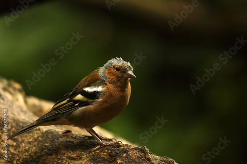 Chaffinch perched on a log in woodland