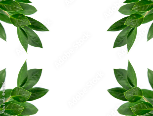 Green leaves or green plants isolated on white background, select focus with clipping path texture background.