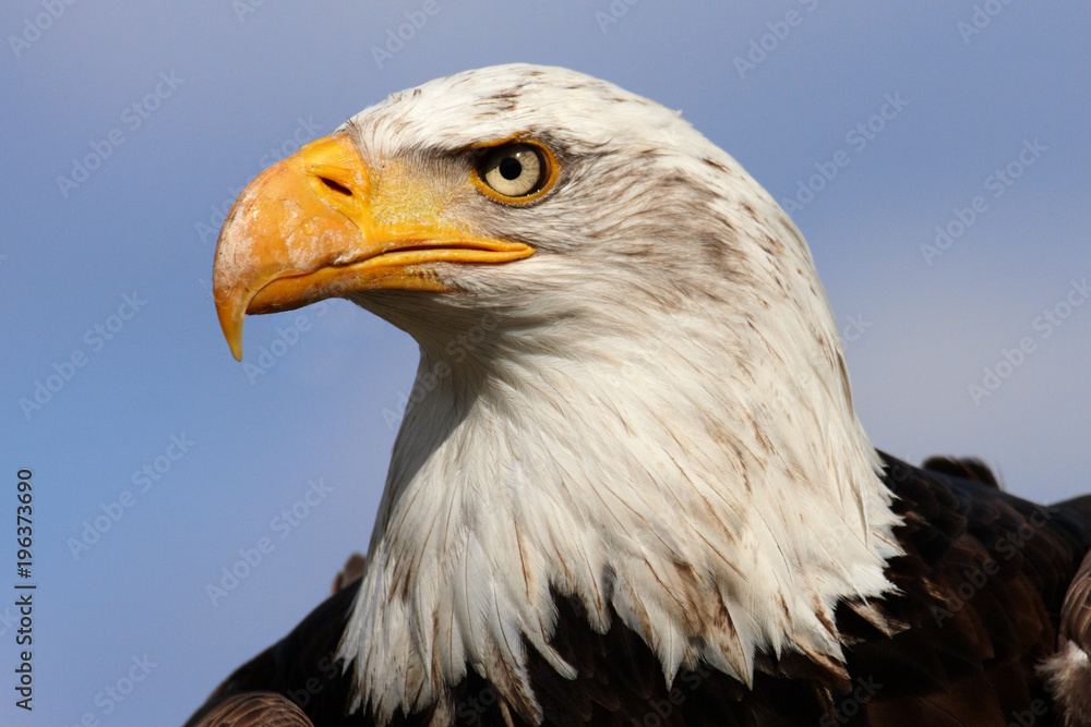American Bald Eagle American Bald Eagle