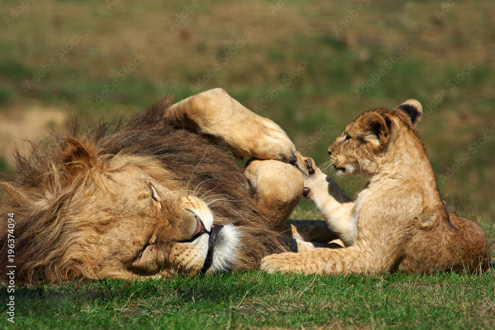 Naklejka premium Male Lion playing with cub
