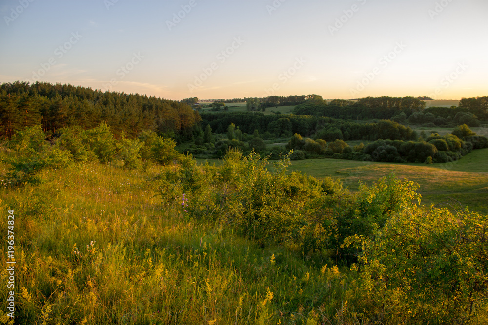 Russian nature, forest, flowers, plants