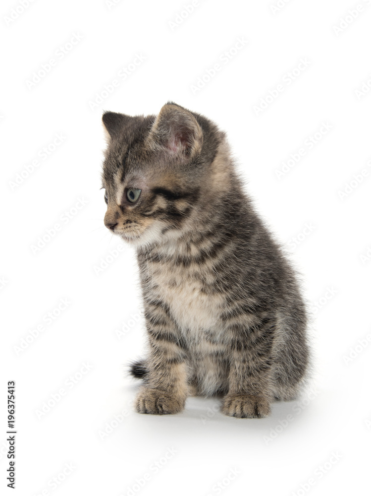 Fototapeta premium Cute tabby kitten on white