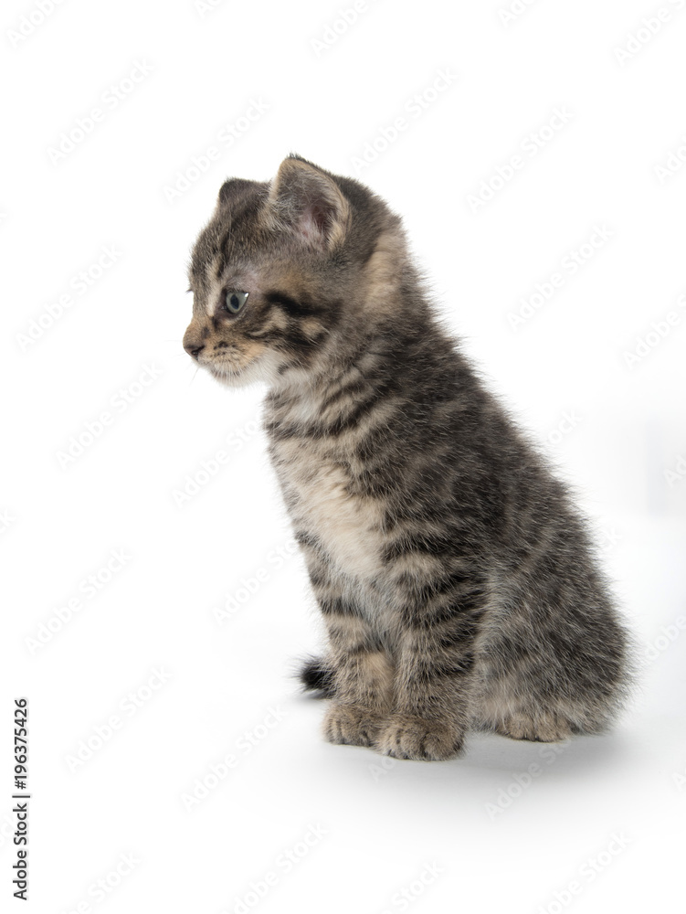 Obraz premium Cute tabby kitten on white