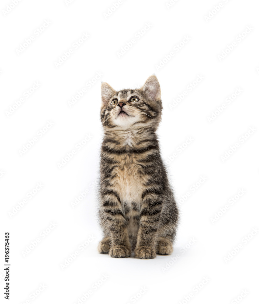 Cute tabby on white Cute tabby on white