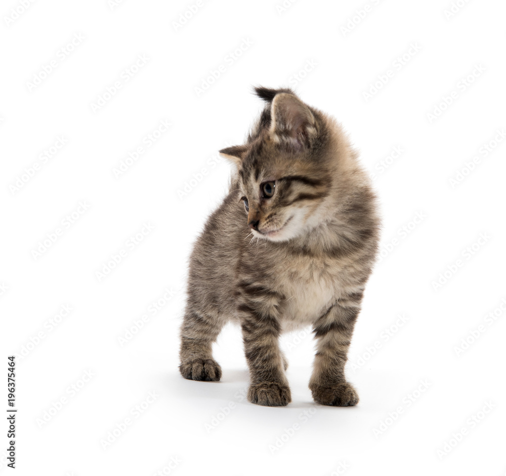 Obraz premium Cute tabby on white
