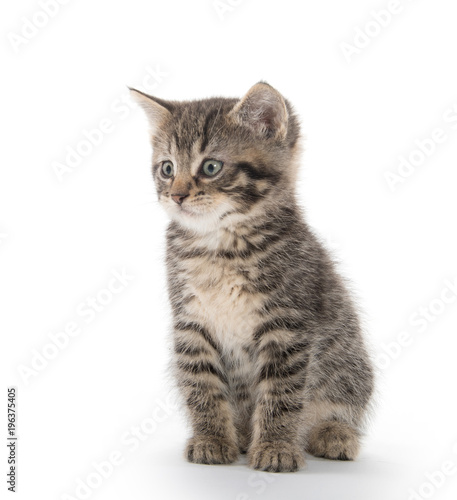 Wallpaper Mural Cute tabby kitten on white Torontodigital.ca