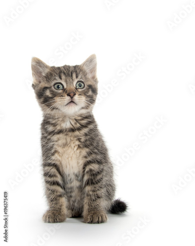 Cute tabby kitten on white