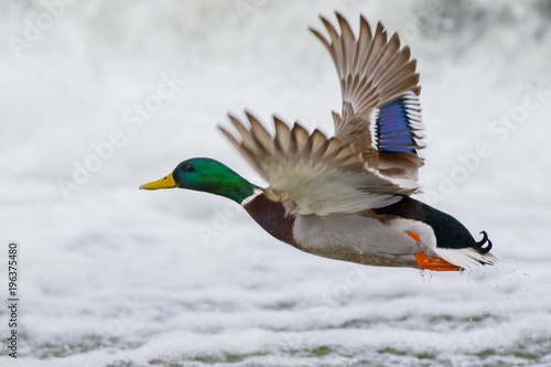 A wild duck shot close-up flies over a frozen lake.