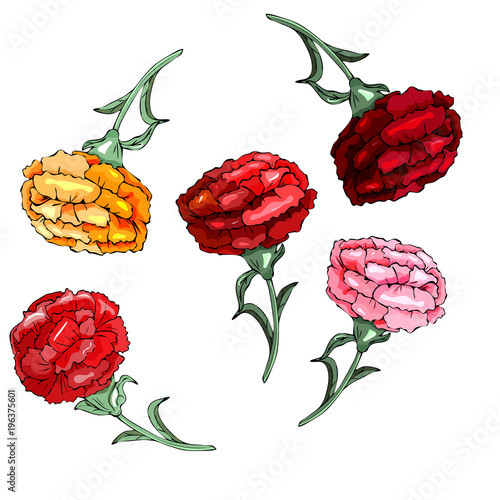 Set of carnation schabaud, white, pink flowers, green stems, leaves on white background