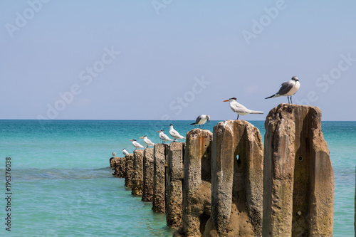 Florida Atlantic Ocean Coastal Birds on Concrete Poles