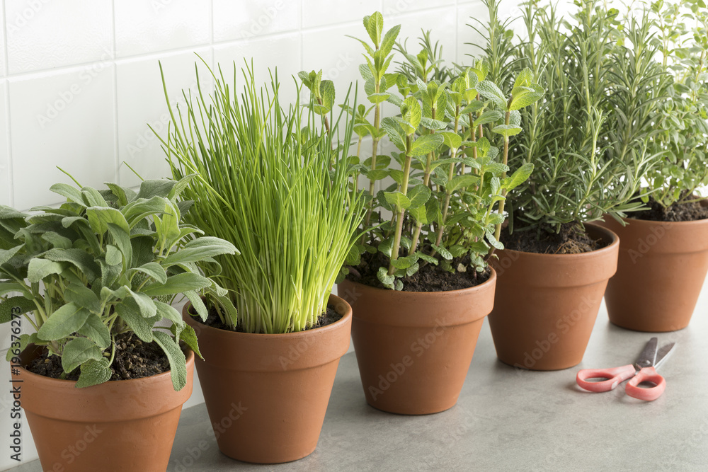 Row of brown terracotta pots with fresh herbs - obrazy, fototapety, plakaty 