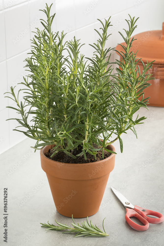 Fototapeta premium Brown terracotta pot with fresh italian rosemary