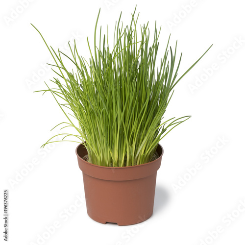  Brown plastic pot with fresh chives