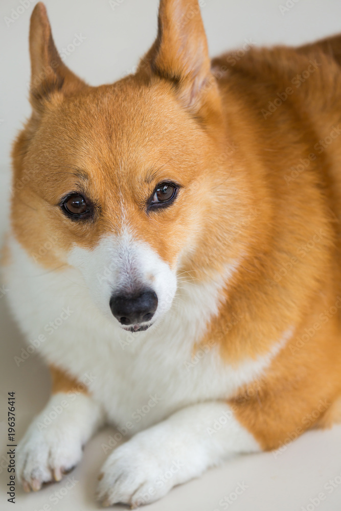 Welsh Corgi Pembroke dog Welsh Corgi Pembroke dog