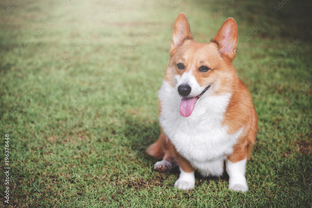 Welsh Corgi Pembroke dog Welsh Corgi Pembroke dog