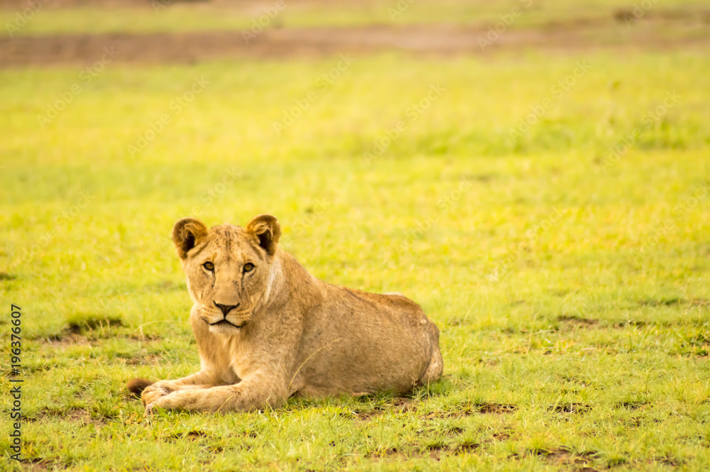 Lion lying in the grass gaggling mouth wide open in the savannah of Amboseli Park in Kenya Lion lying in the grass gaggling mouth wide open in the savannah of Amboseli Park in Kenya