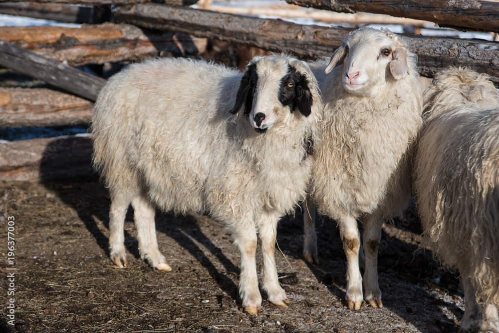mongolian sheep in small barn