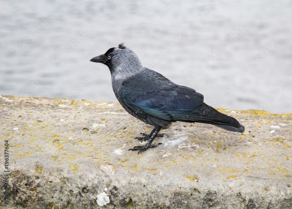 Dohle auf einer Mauer 