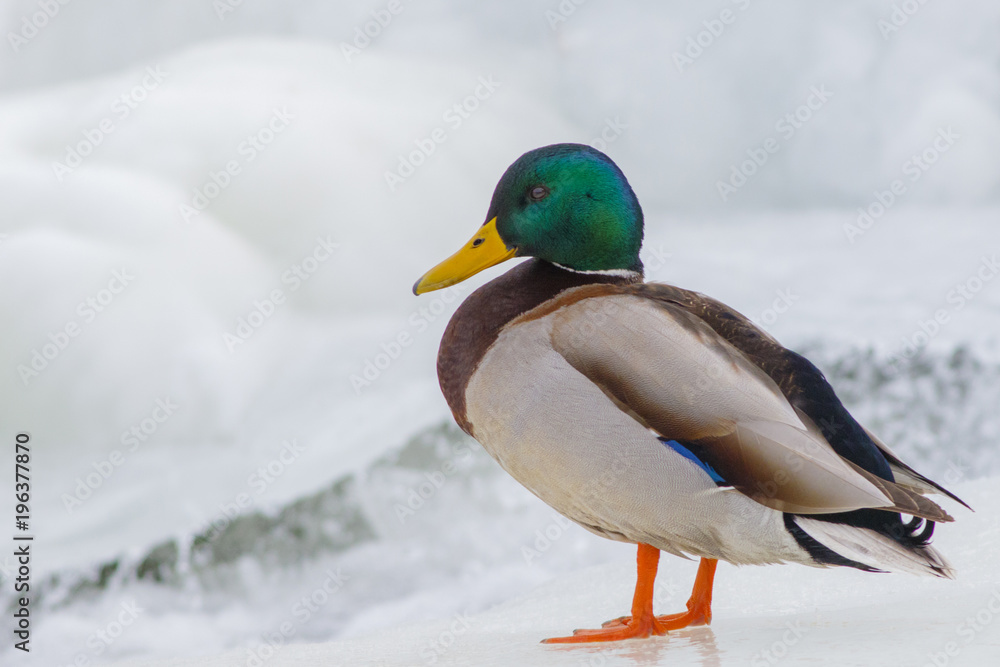 Beautiful wild duck sitting on the bank of the winter pond. Beautiful wild duck sitting on the bank of the winter pond.