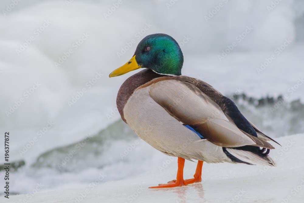 Beautiful wild duck sitting on the bank of the winter pond. Beautiful wild duck sitting on the bank of the winter pond.