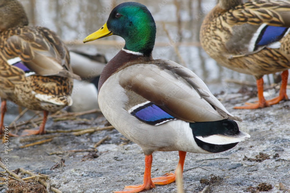 Beautiful wild duck sitting on the bank of the winter pond. Beautiful wild duck sitting on the bank of the winter pond.