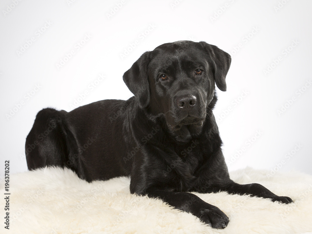 Black labrador dog portrait. Image taken in a studio. Black labrador dog portrait. Image taken in a studio.