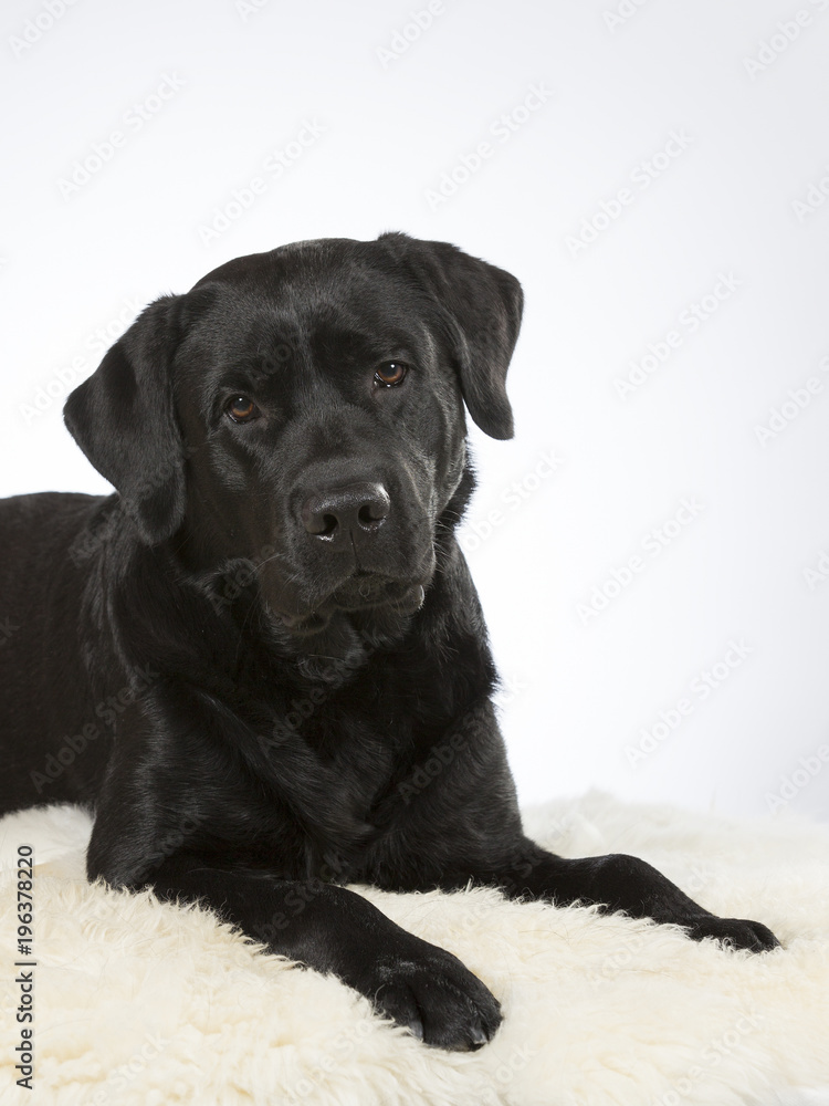 Black labrador dog portrait. Image taken in a studio. Black labrador dog portrait. Image taken in a studio.
